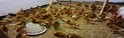Chickens poultry for sale: Warren pullets - Advert 5