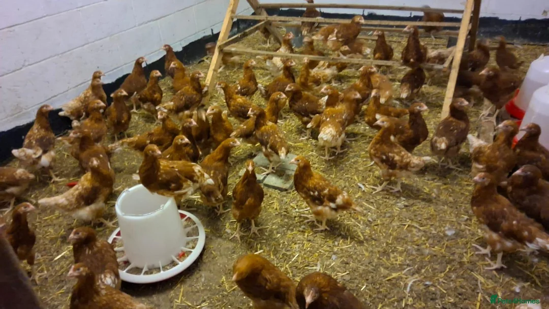 Chickens poultry for sale: Warren pullets - Advert 5