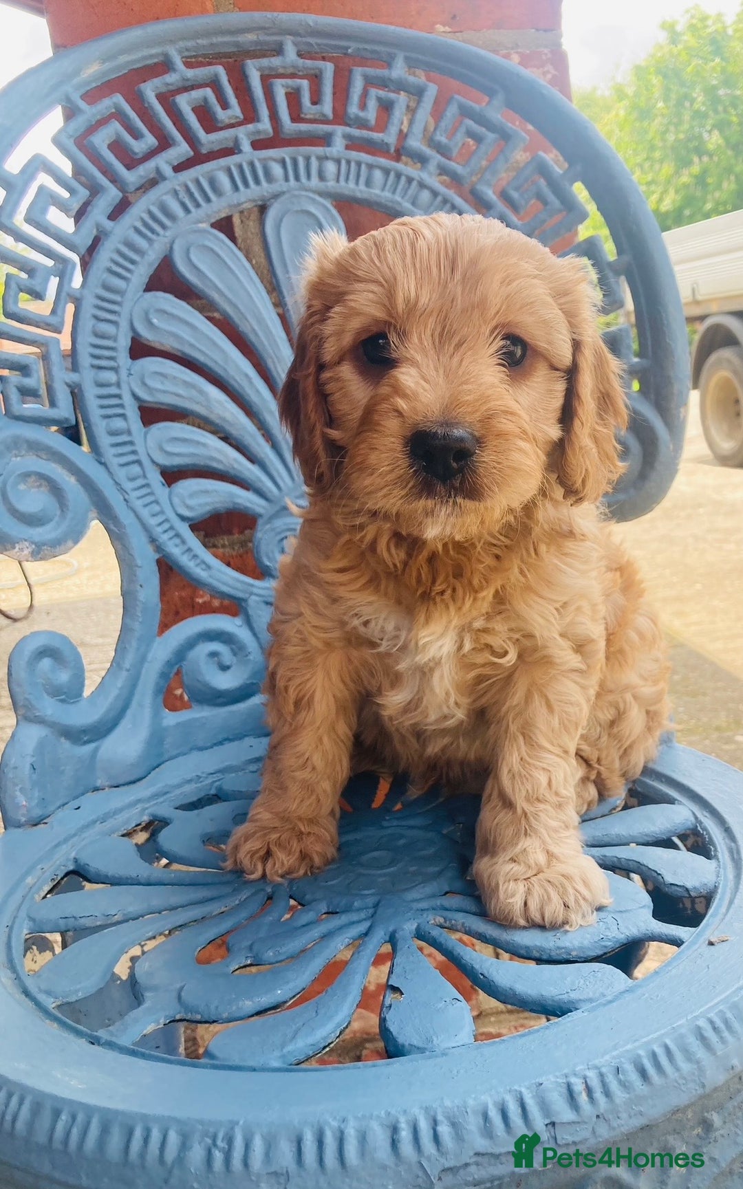Cavapoo dogs for sale: WAITING LIST NOW OPEN Extremely Rare Merle F1  - Advert 8