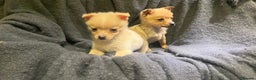 Pomchi dogs for sale: Pomeranian puppy's  - Advert 10
