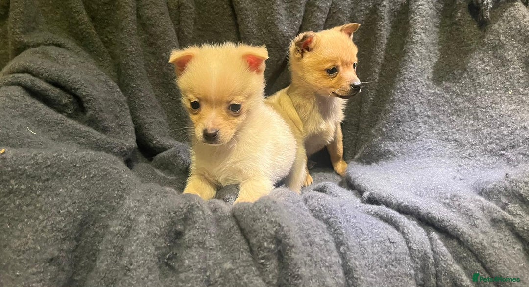 Pomchi dogs for sale: Pomeranian puppy's  - Advert 10