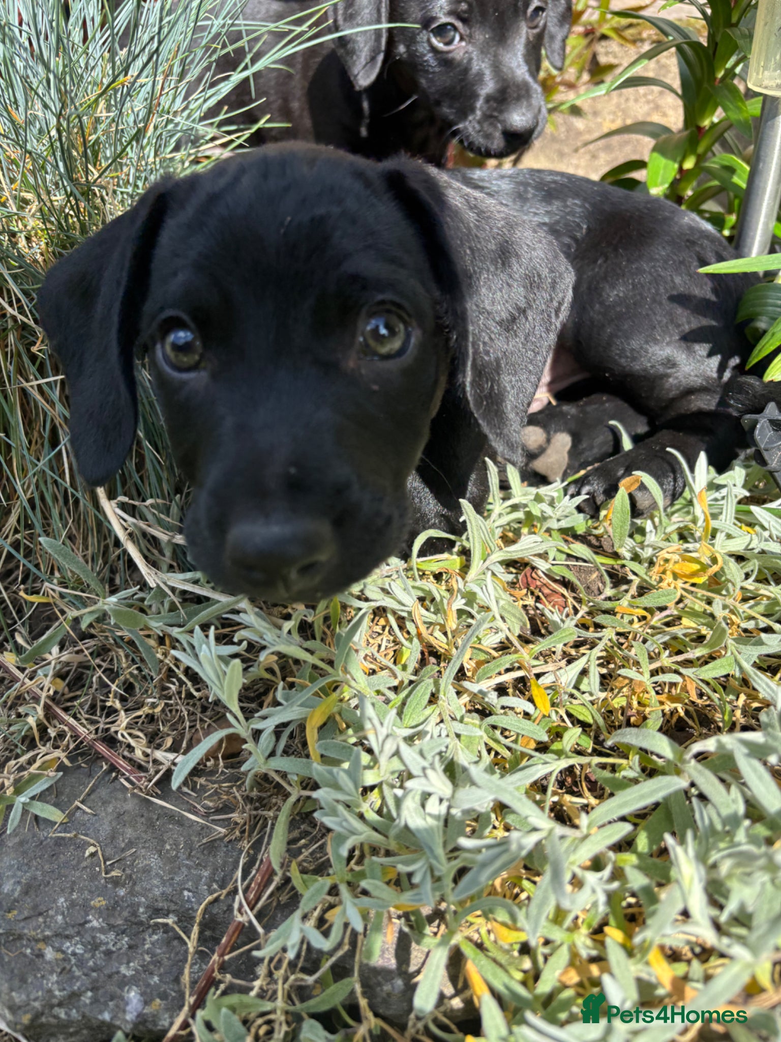 Mixed Breed dogs  One girl & one boy available 😍Dachshund cross😍 - Advert 8