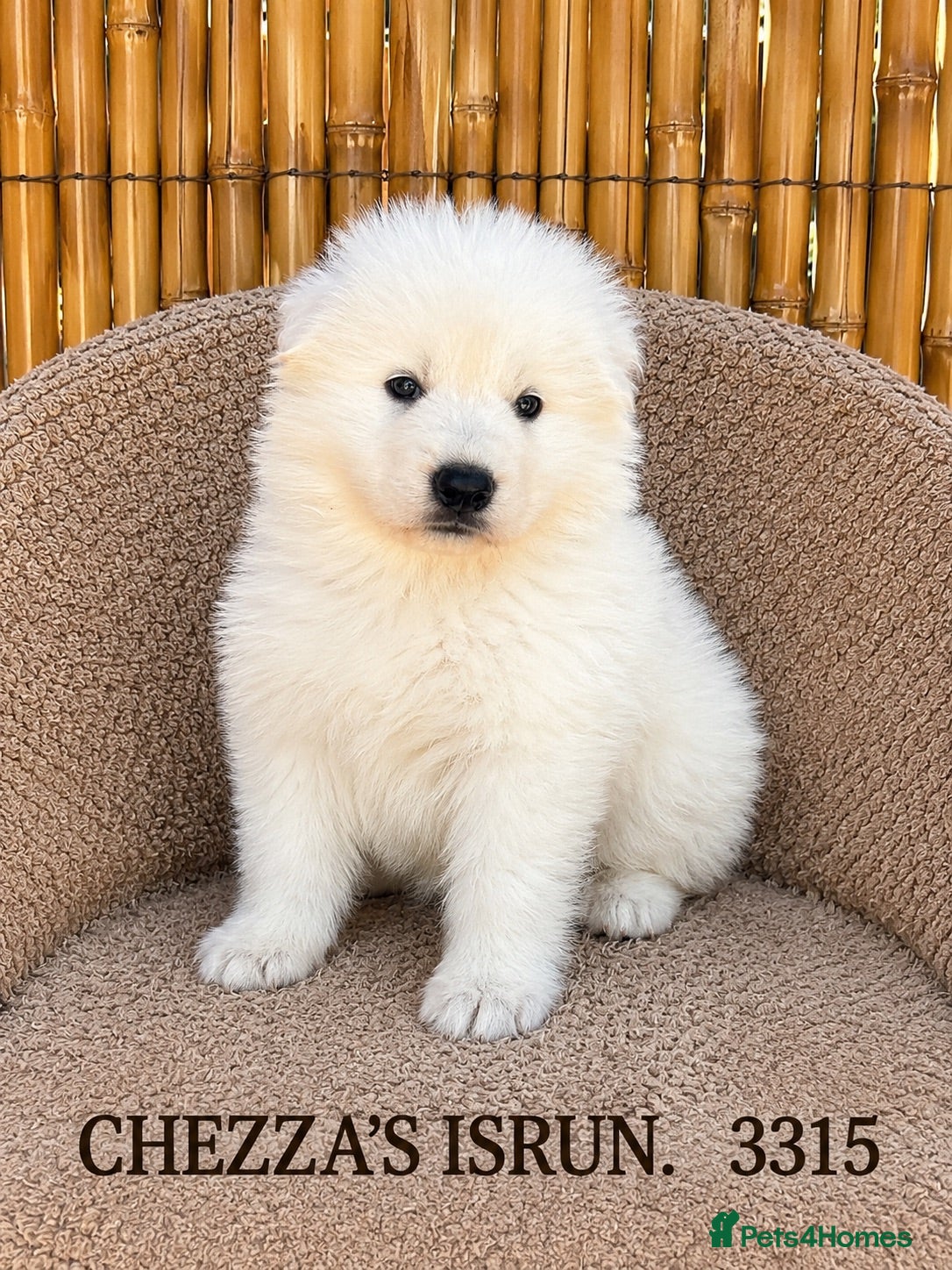White Swiss Shepherd dogs Absolutely gorgeous  - Advert 1
