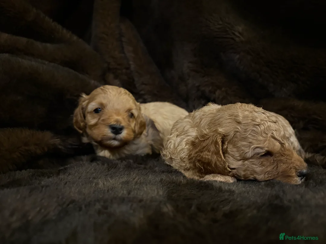 Cavapoo dogs for sale: Stunning F1B Cavapoo’s - Advert 16
