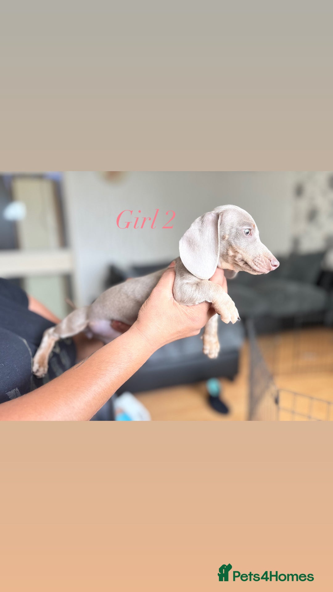 Miniature Dachshund dogs for sale: 3 gorgeous miniature dachshunds  - Image 6