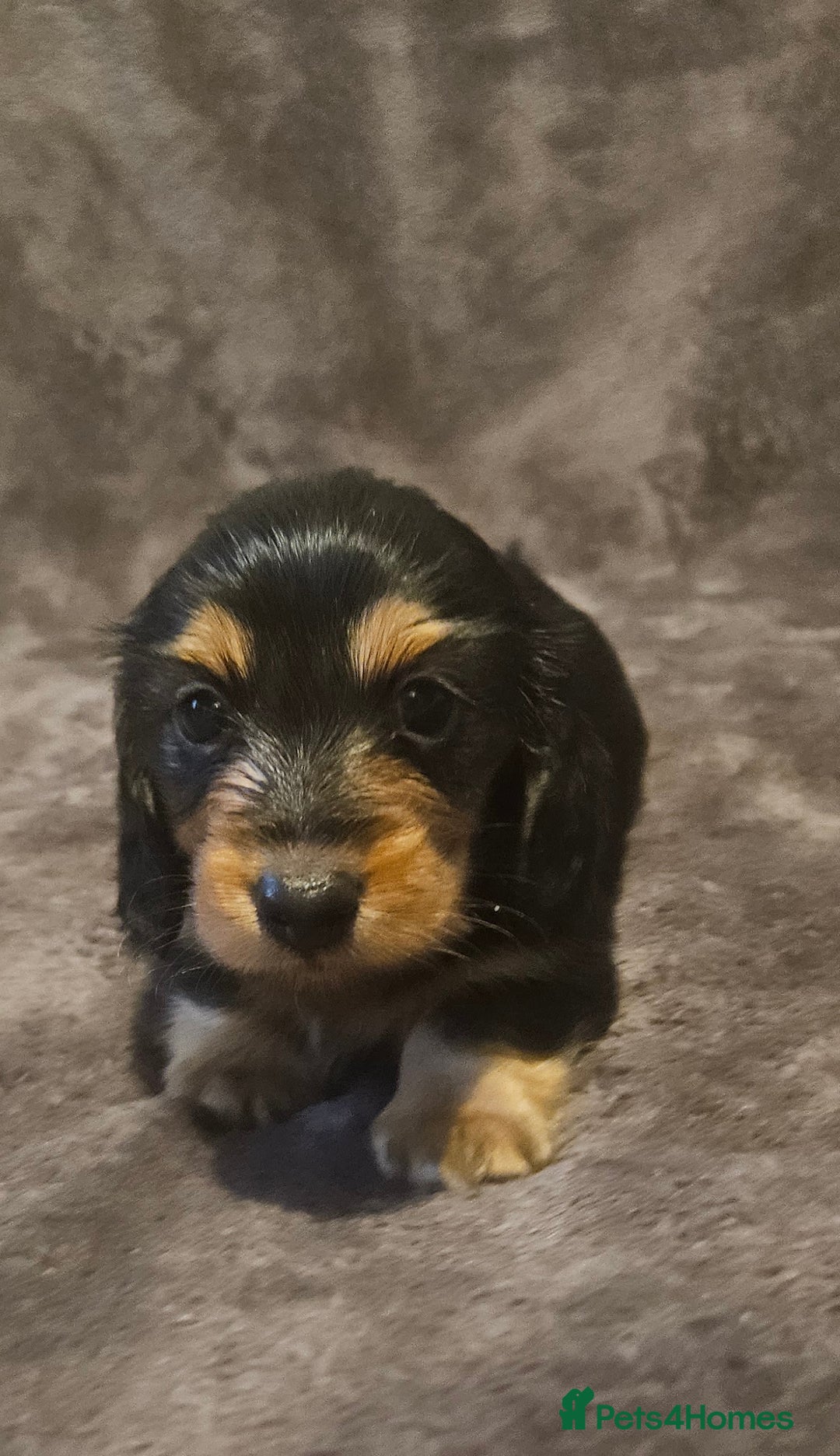 Miniature Dachshund dogs for sale: 3 adorable long hair miniature dachshund boys - Advert 6