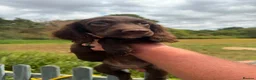 Sprocker dogs for sale: 5* Sprocker puppies - Advert 2