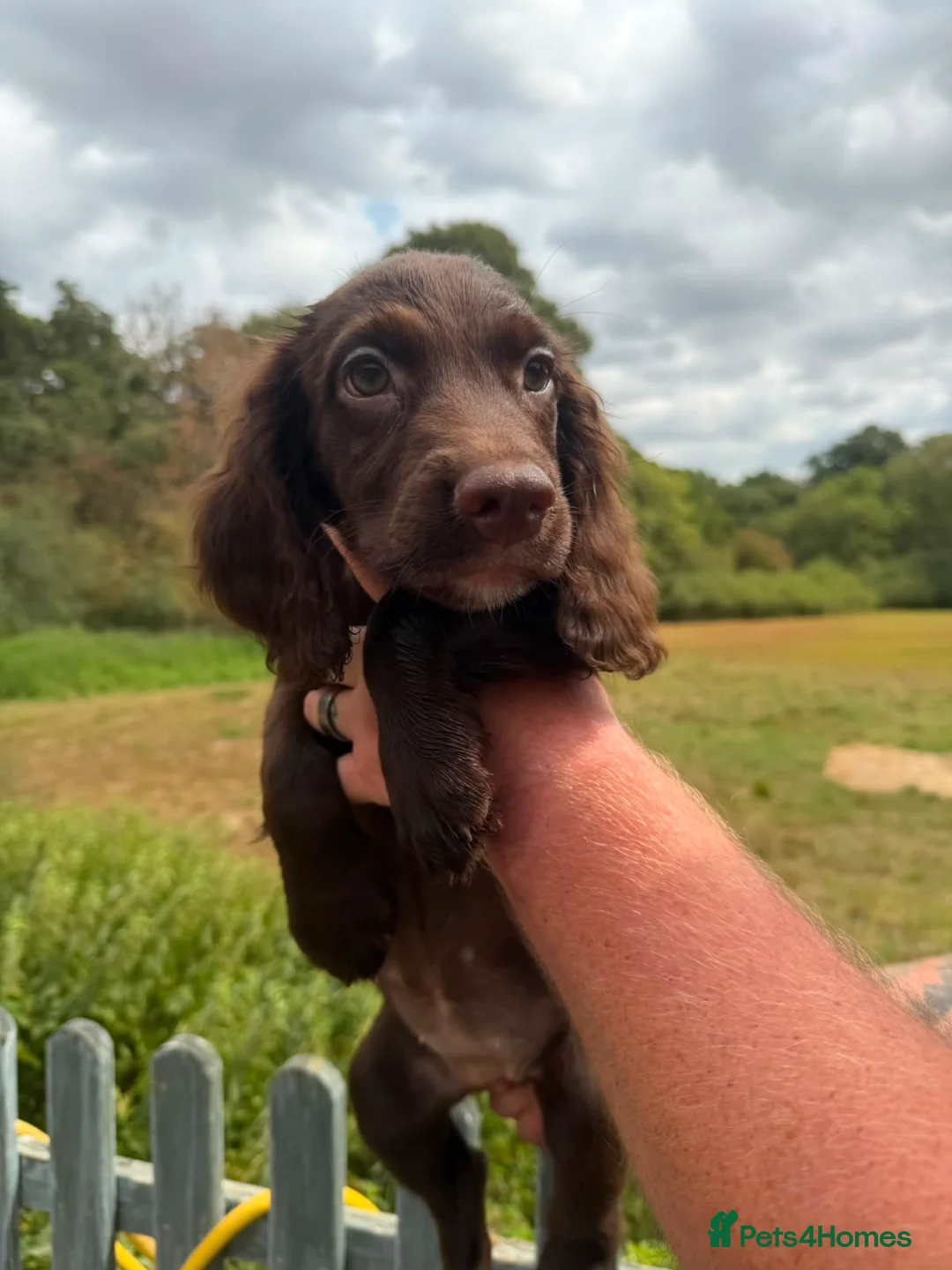 Sprocker dogs for sale: 5* Sprocker puppies - Advert 2