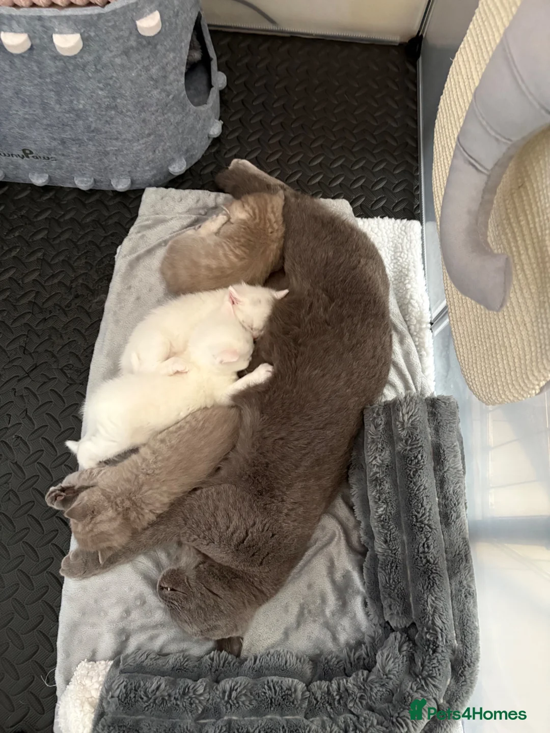 Mixed Breed cats for sale: Gorgeous British shorthair x Scottish fold - Advert 1