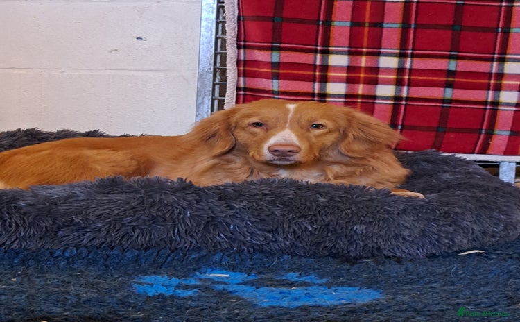 Nova Scotia Duck Tolling Retriever dogs - Advert 1