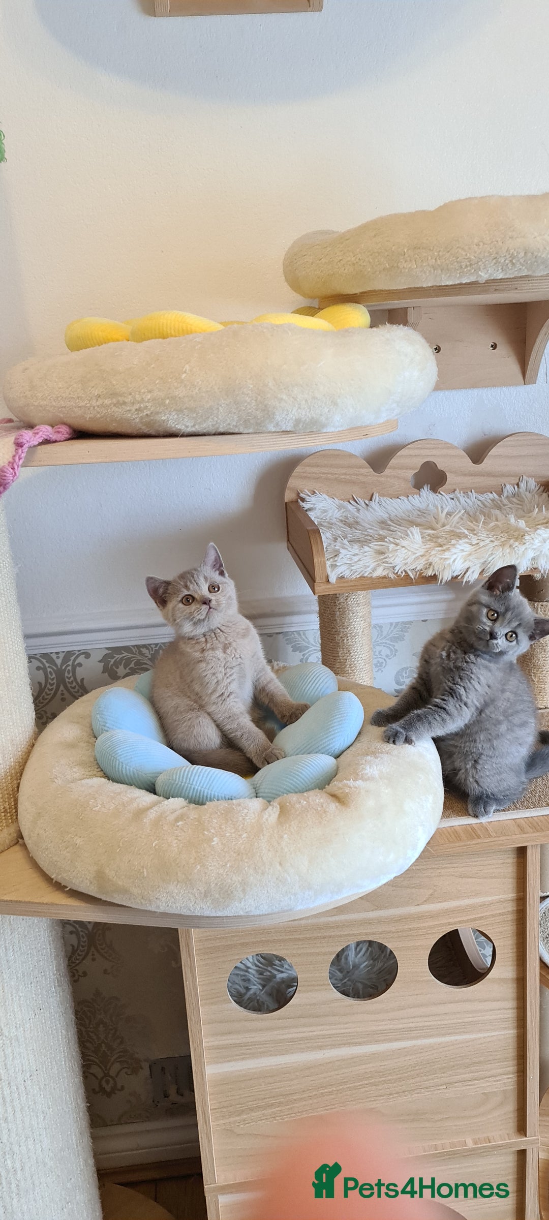 British Shorthair cats for sale: GCCF Lilac Blue & Bicolor quality BSH kittens  - Image 11