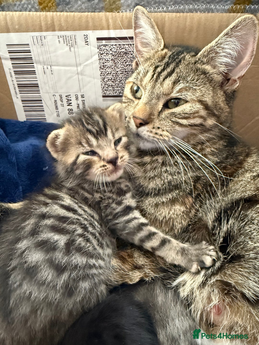 Domestic Shorthair cats for sale: Domestic Shorthair - Image 9