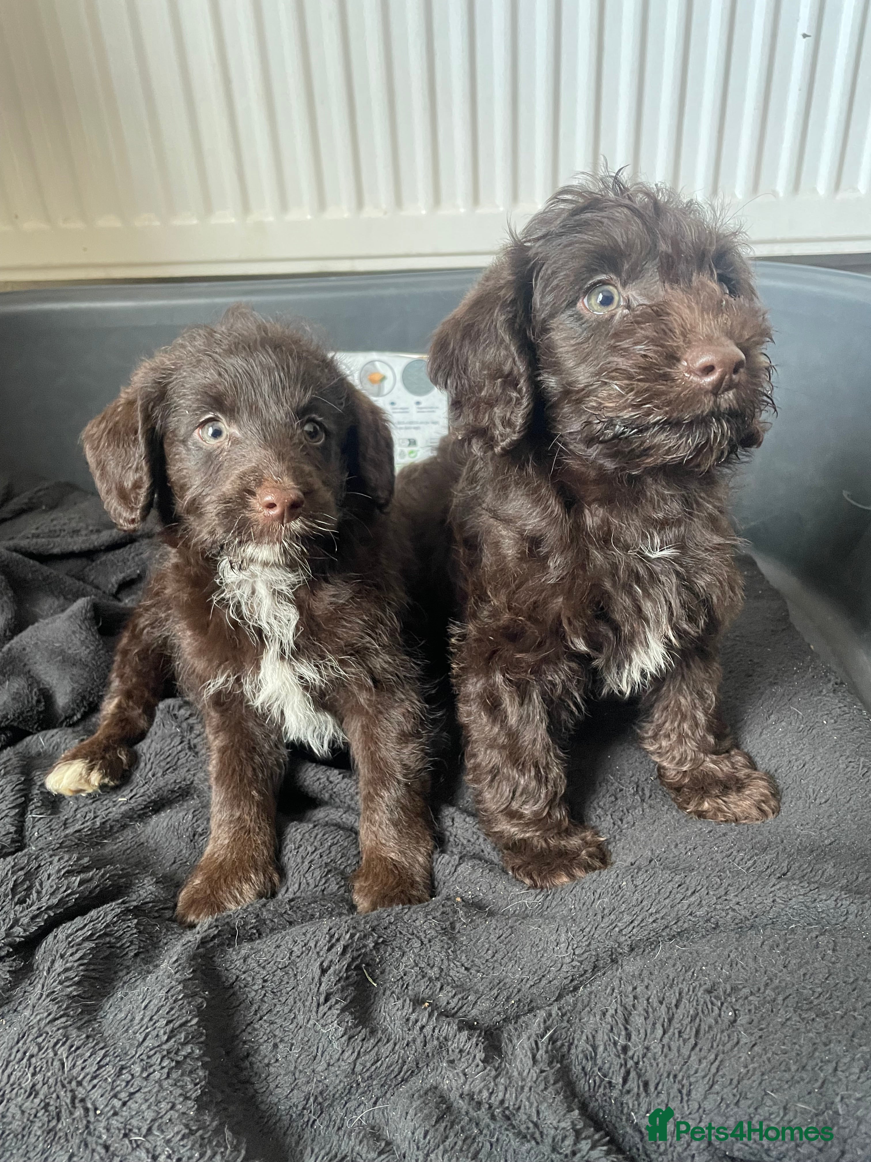Labradoodle dogs Chocolate miniature labradoodle puppies - Advert 3