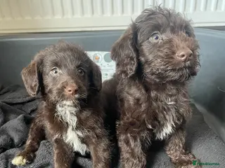 Labradoodle dogs Chocolate miniature labradoodle puppies - Advert 3