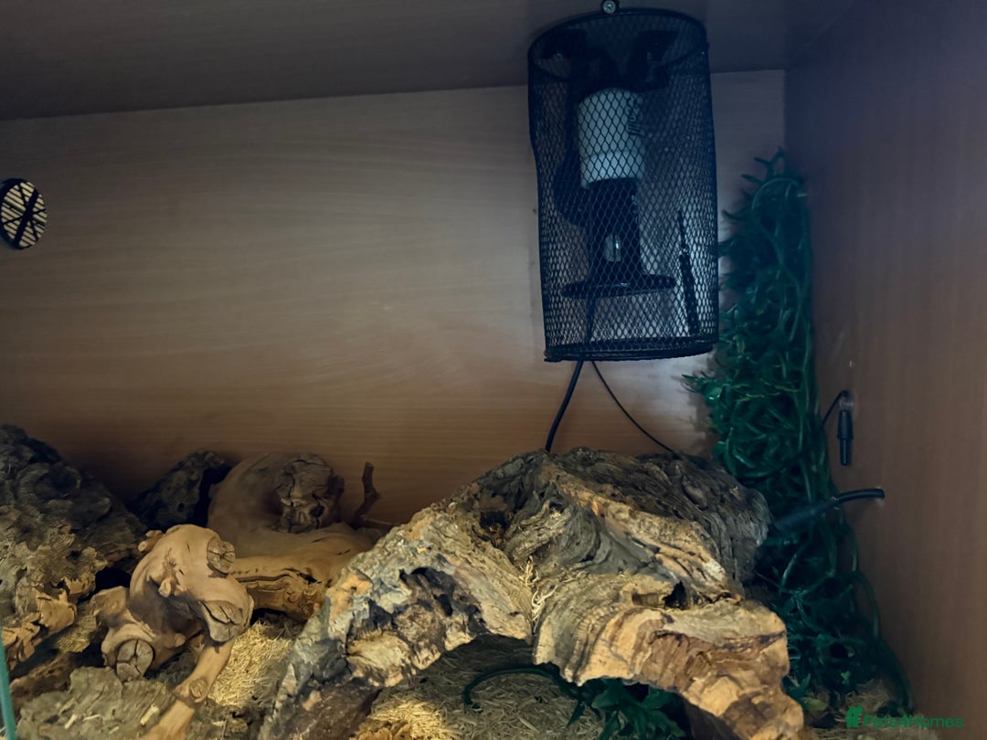 Python Snake reptiles for sale: Ball python morph - Image 4