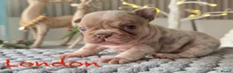 French Bulldog dogs for sale: Kc registered new shade french bulldog puppies  - Advert 12
