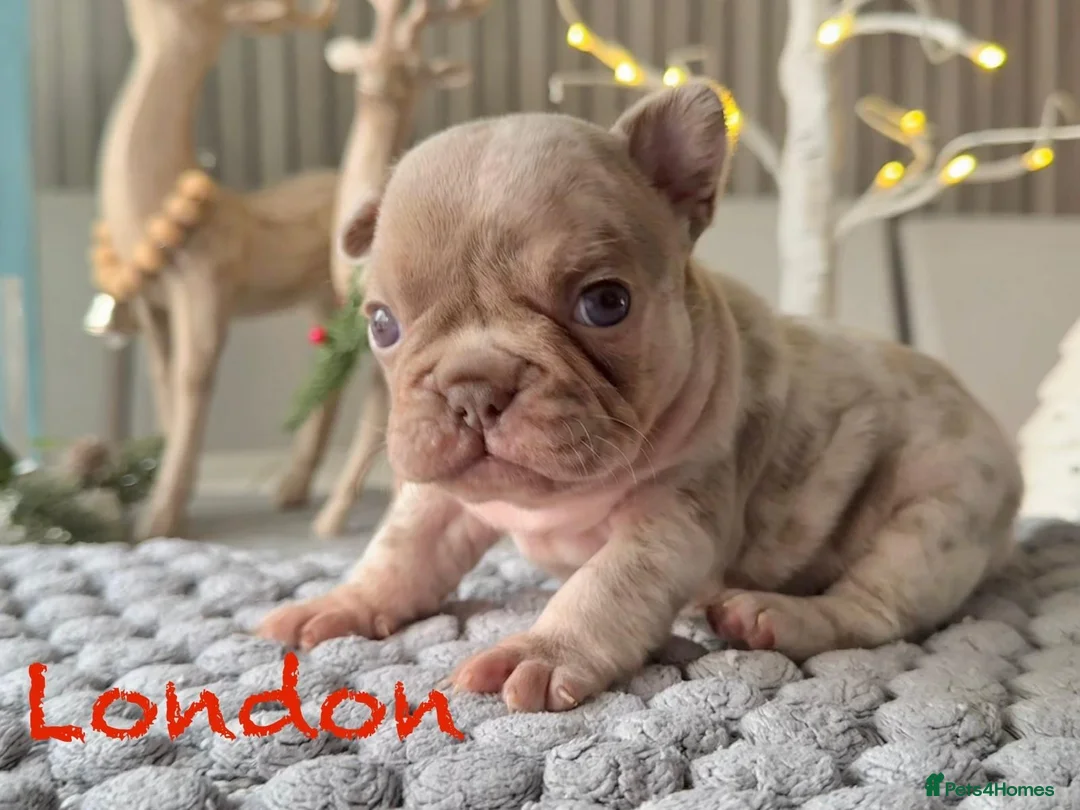 French Bulldog dogs for sale: Kc registered new shade french bulldog puppies  - Advert 12