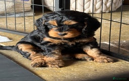 Cockapoo dogs for sale: ✨ F1 Toy Cockapoo Puppies – Ready 28th August ✨ - Image 8