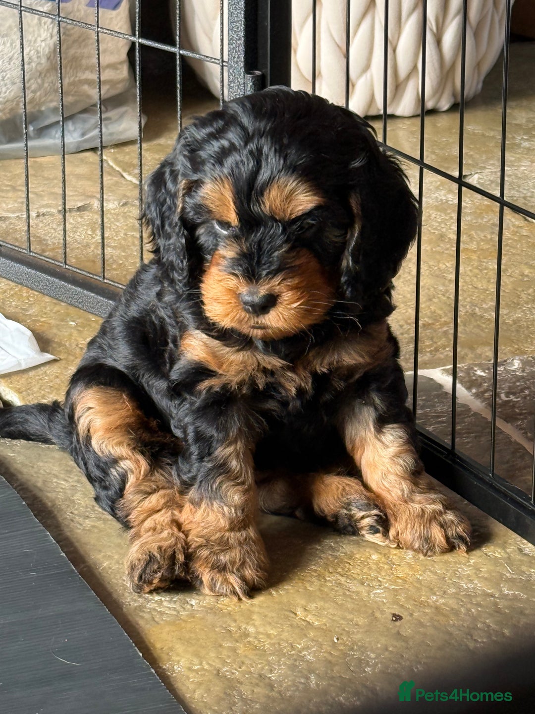 Cockapoo dogs for sale: ✨ F1 Toy Cockapoo Puppies – Ready 28th August ✨ - Image 8