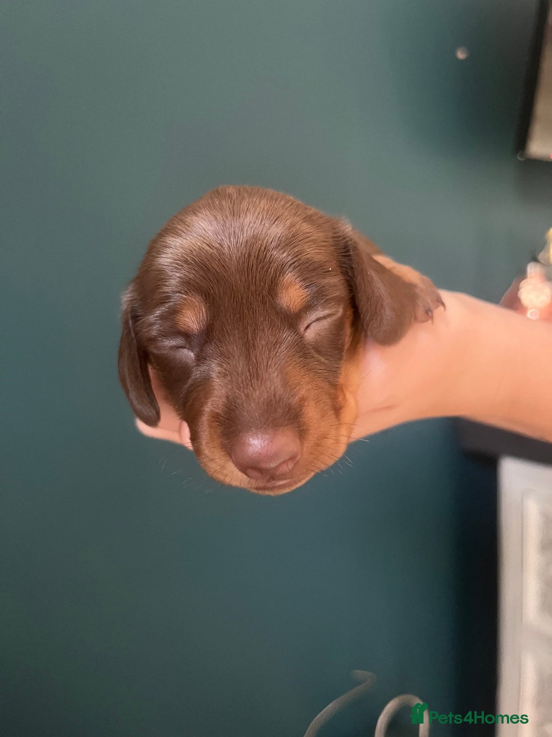 Miniature Dachshund dogs for sale: TWO LEFT KC REG Miniature Dachshunds! PEDIGREE - Advert 12