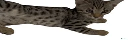 Bengal cats for sale: Stunning Snow Sepia Bengal x Savannah Kitten  - Advert 7