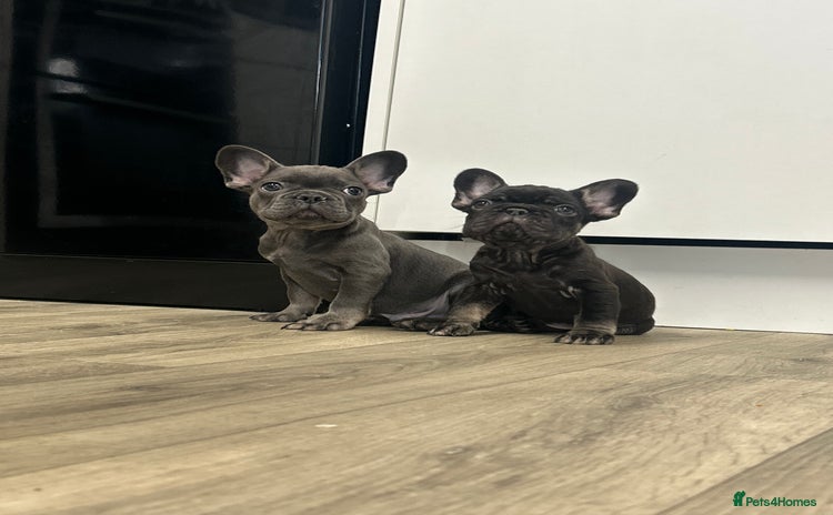 French Bulldog dogs - Advert 2