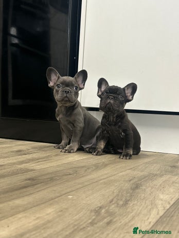 French Bulldog dogs - Advert 2