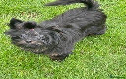 Yorkshire Terrier dogs for sale: 🥰🥰Yorkshire Terrier black tan🐶🐶 - Image 3