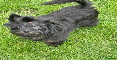 Yorkshire Terrier dogs - Advert 2