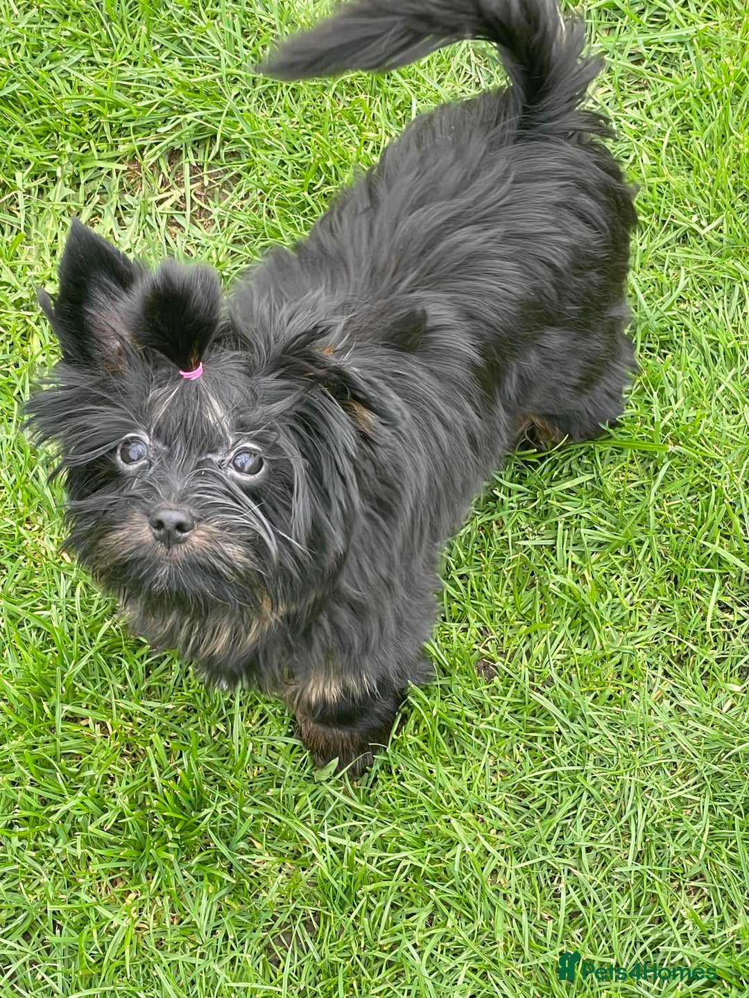 Yorkshire Terrier dogs for sale: 🥰🥰Yorkshire Terrier black tan🐶🐶 - Image 3