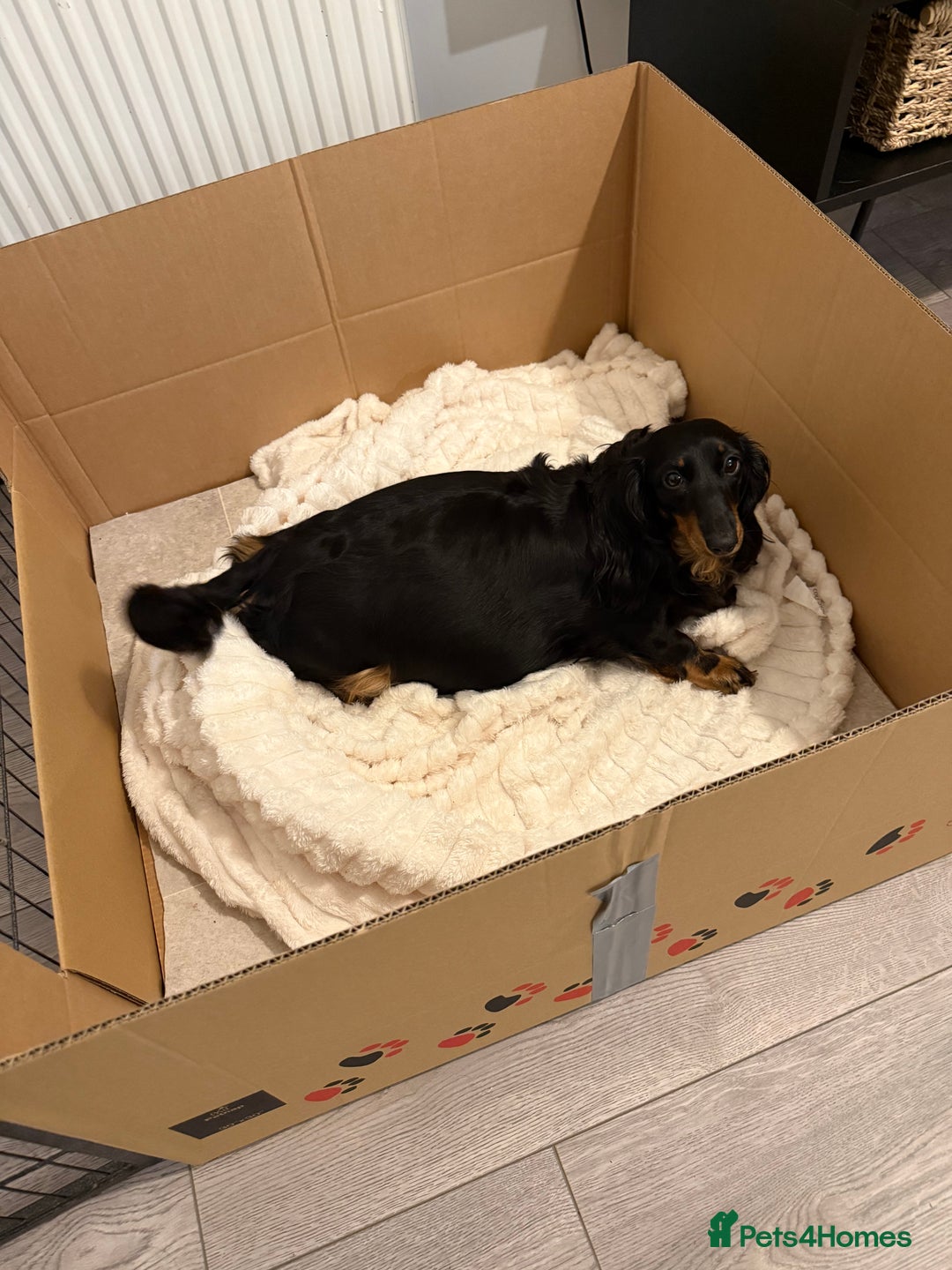 Miniature Dachshund dogs for sale: Miniature Dachshund - only Males available  - Advert 6