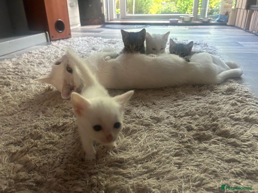 Russian Blue cats for sale: 6 beautiful kittens ❤️ - Image 1