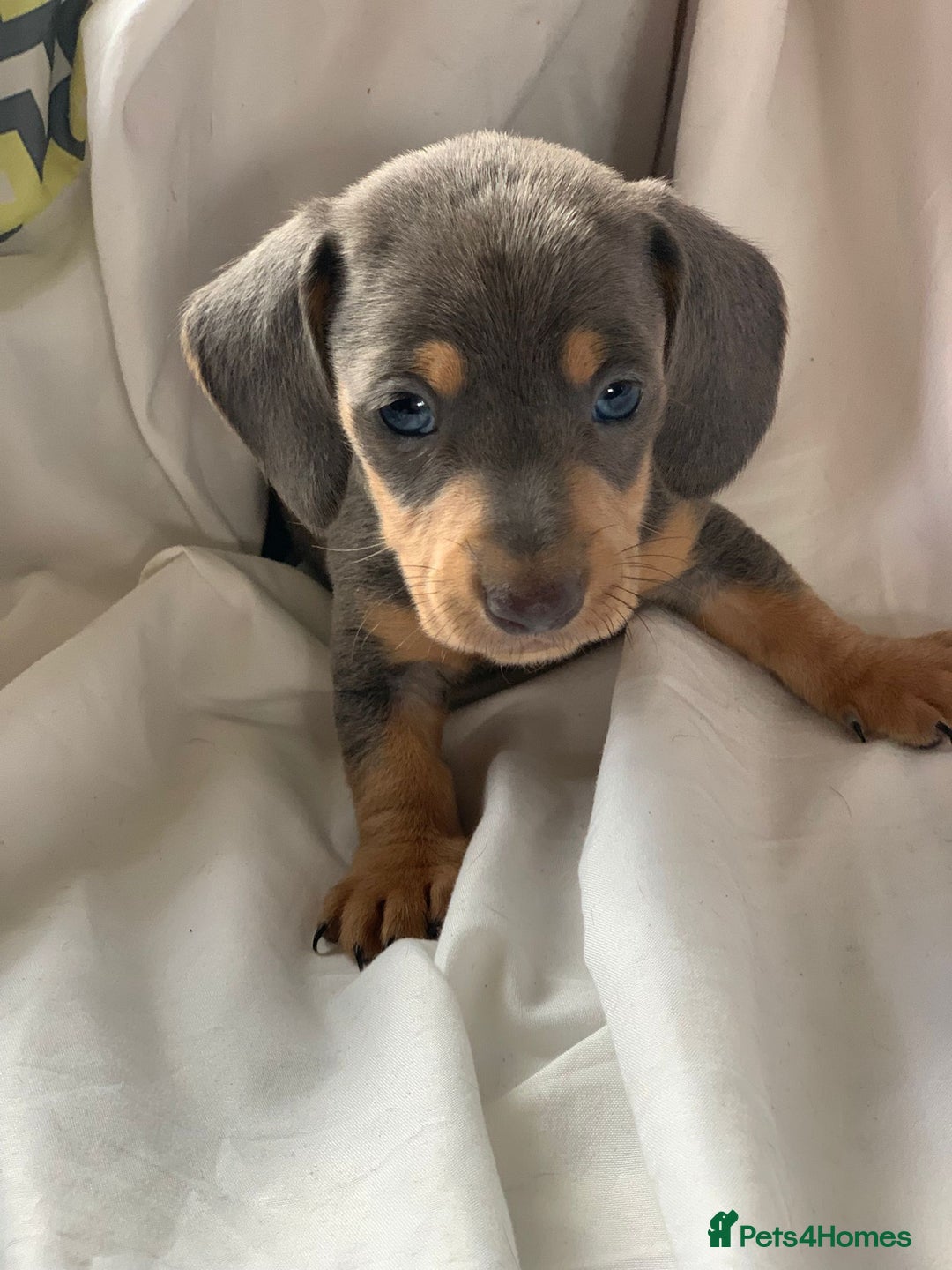 Miniature Dachshund dogs for sale: Miniature dachshund dapples - Image 8