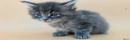 Maine Coon cats for sale: Tica reg beautiful Maine Coon kittens  - Advert 4