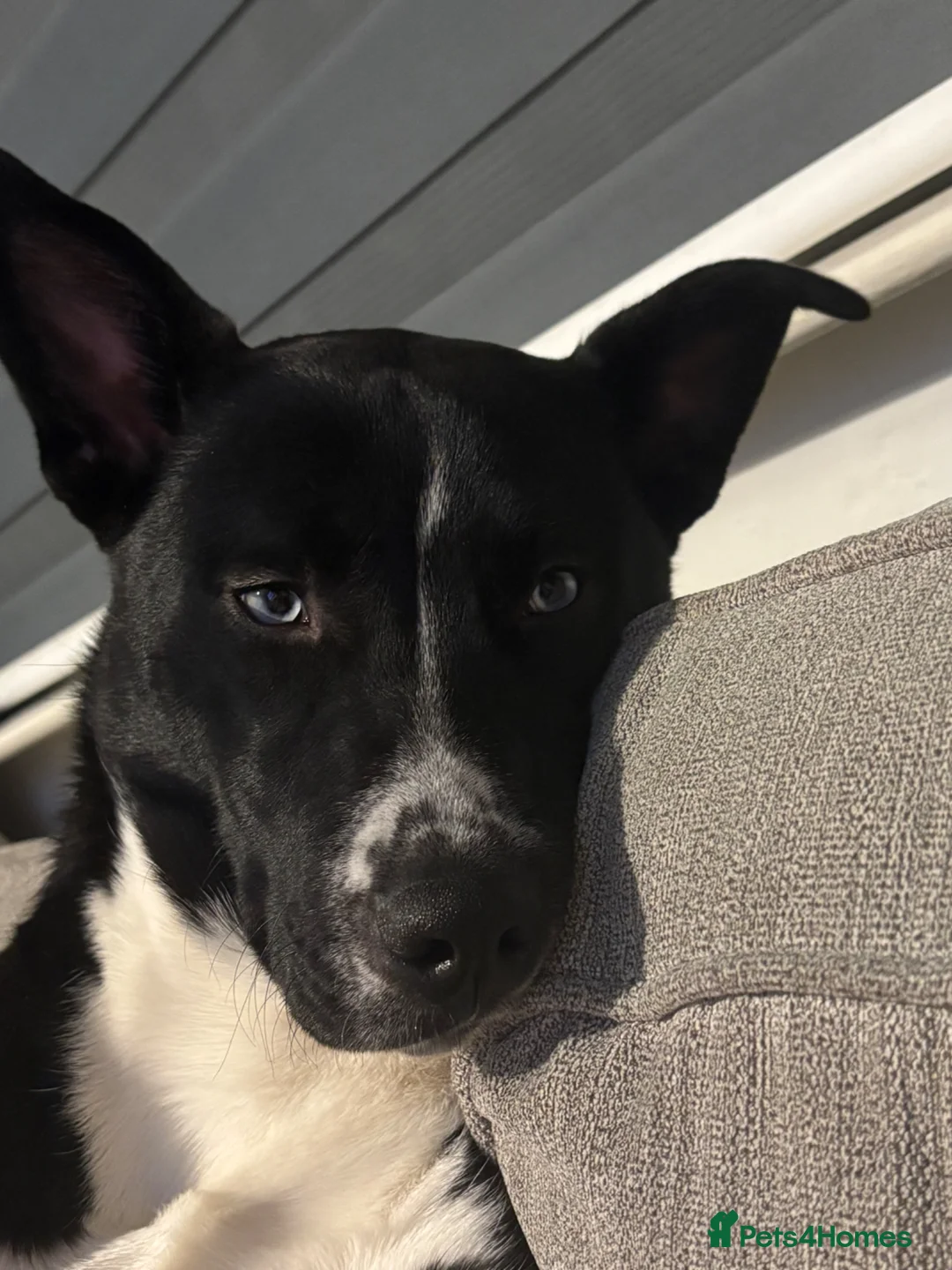 Mixed Breed dogs for sale: Husky mix Female 9 Month old puppy  in Manchester - Advert 2