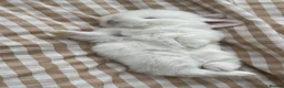 Mini Lop rabbits for sale: Beautiful Mini Lops to reserve  - Advert 39