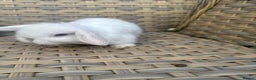 Mini Lop rabbits for sale: 2 Pretty female mini lop sisters. - Advert 8