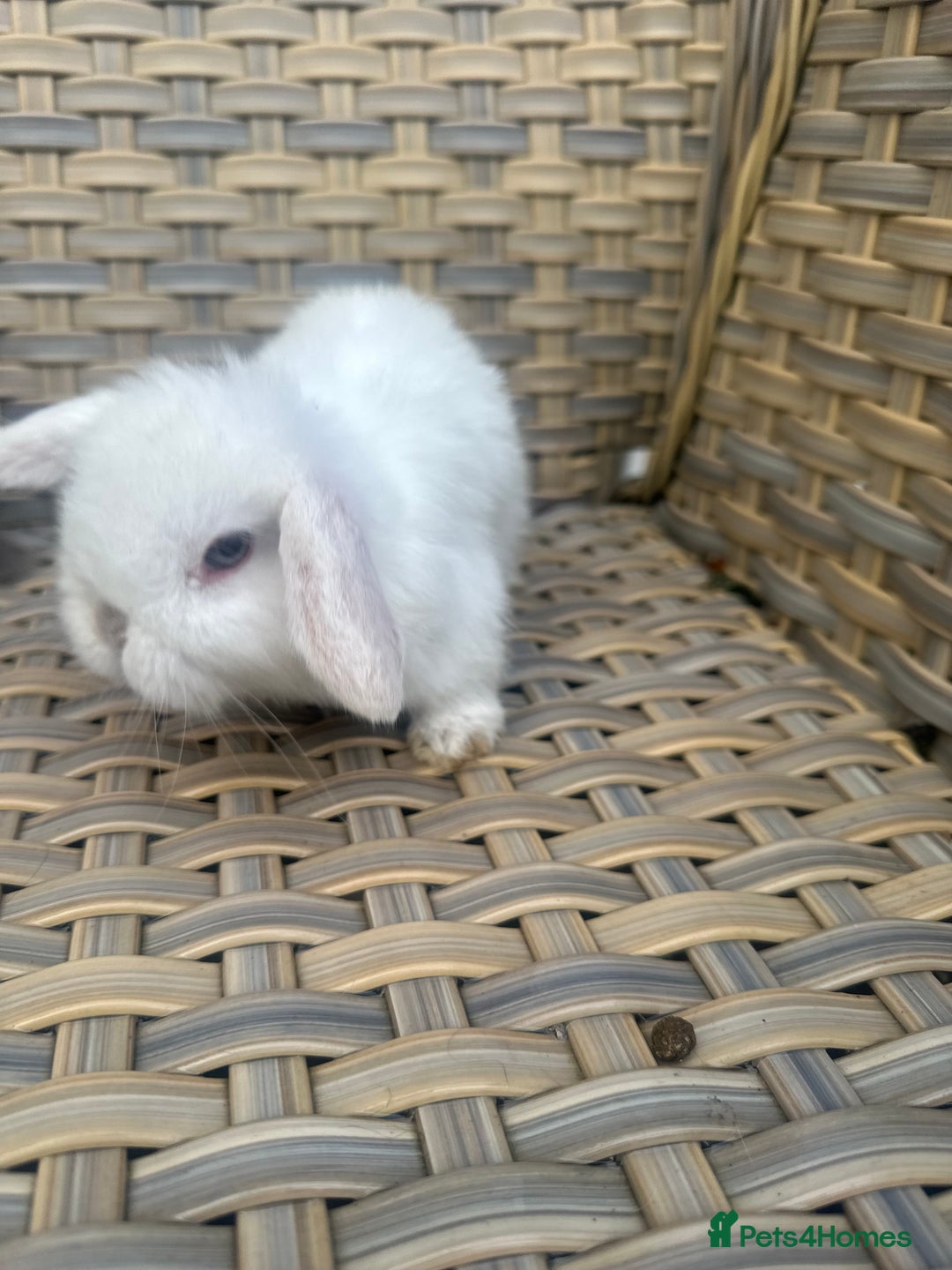 Mini Lop rabbits for sale: 2 Pretty female mini lop sisters. - Advert 8