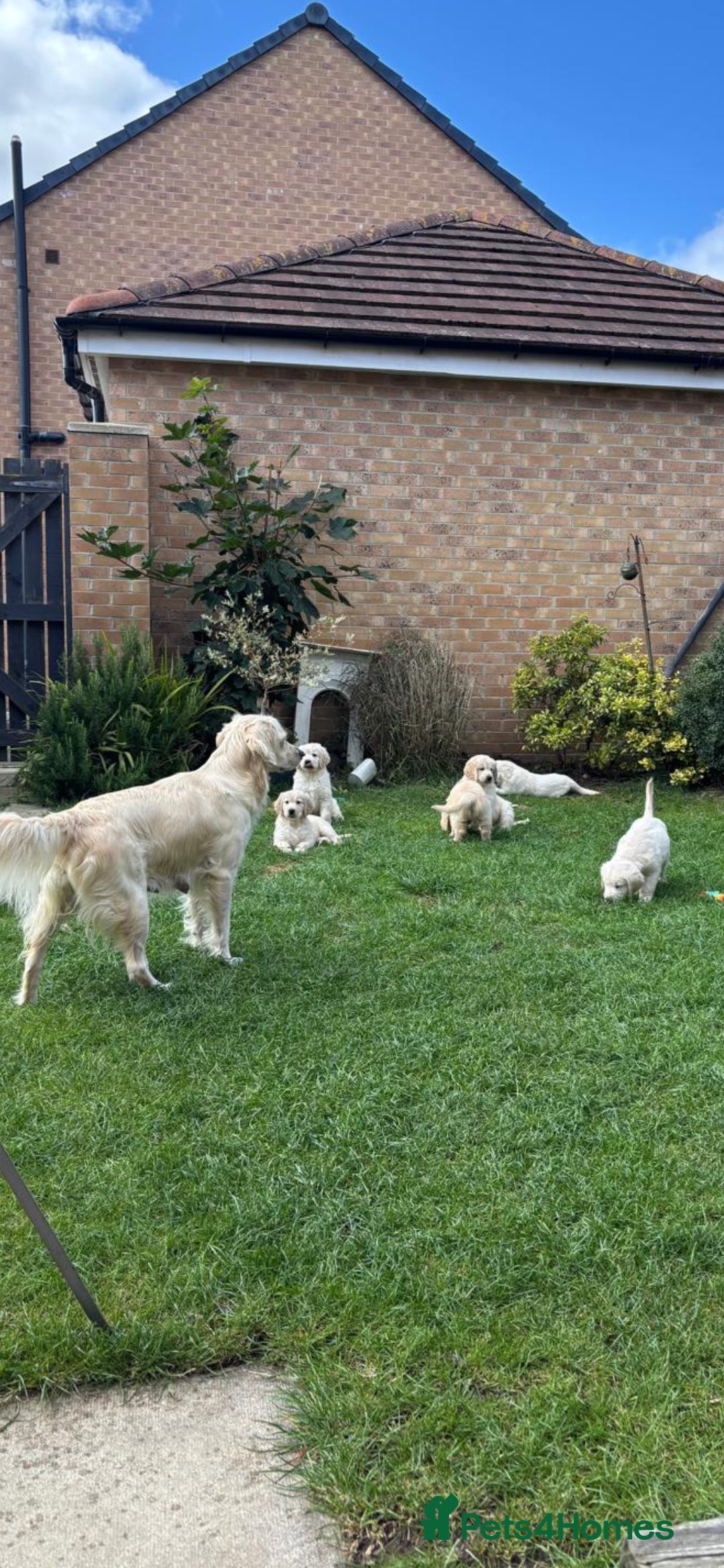Golden Retriever dogs for sale: Stunning golden retriever babies - Image 21
