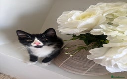 Mixed Breed cats for sale: 2 beautiful girl kittens for sale - Image 3