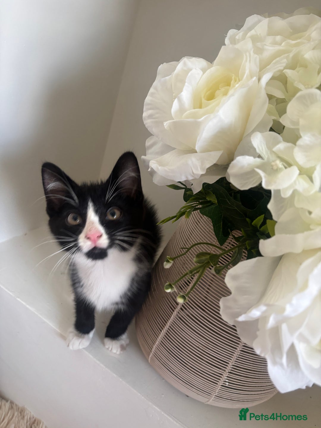 Mixed Breed cats for sale: 2 beautiful girl kittens for sale - Image 3