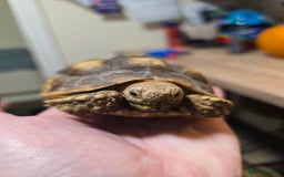 Tortoise reptiles for sale: Sulcata tortoise 1 year old-3rd largest species - Image 4