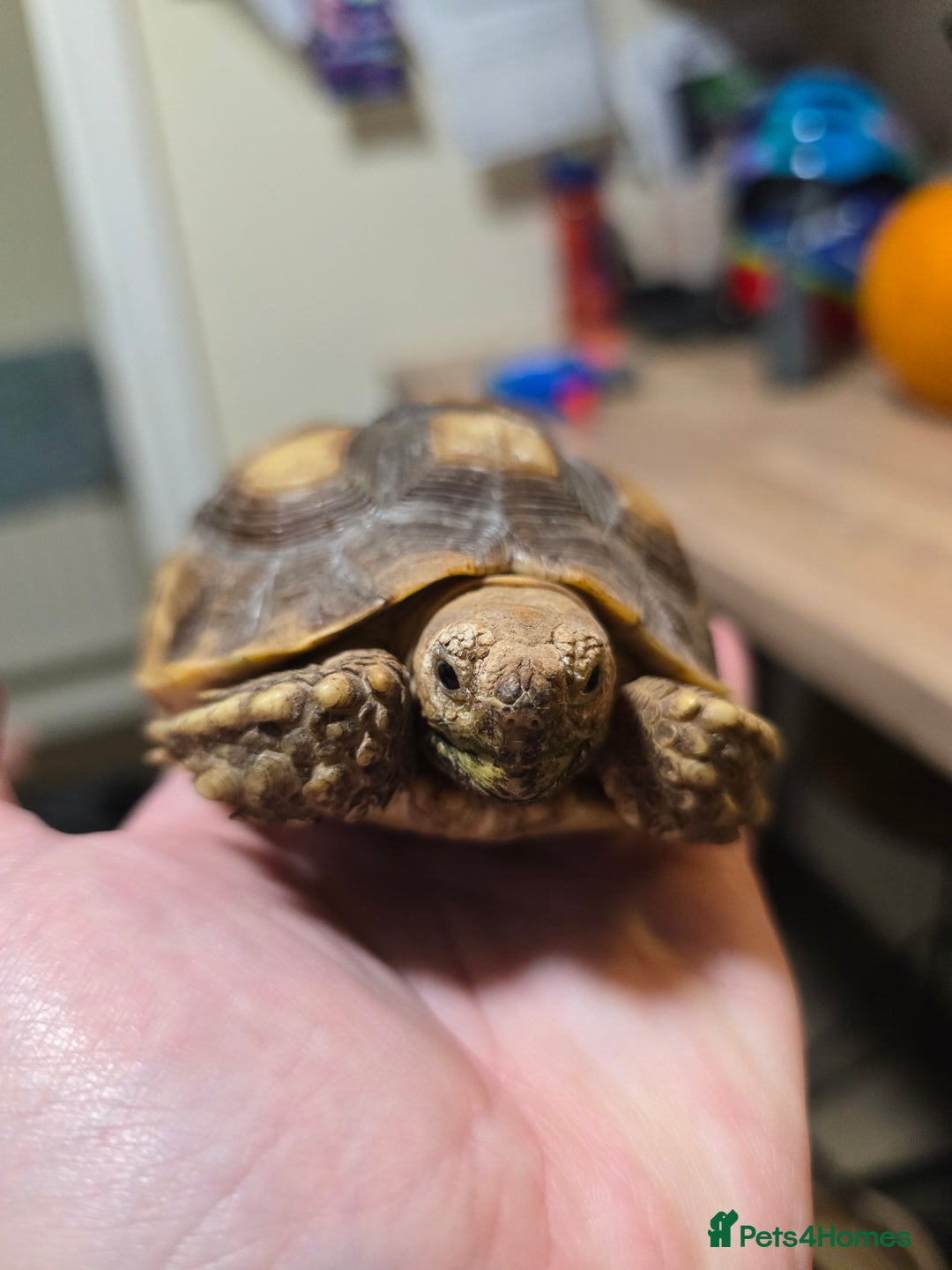 Tortoise reptiles for sale: Sulcata tortoise 1 year old-3rd largest species - Image 4