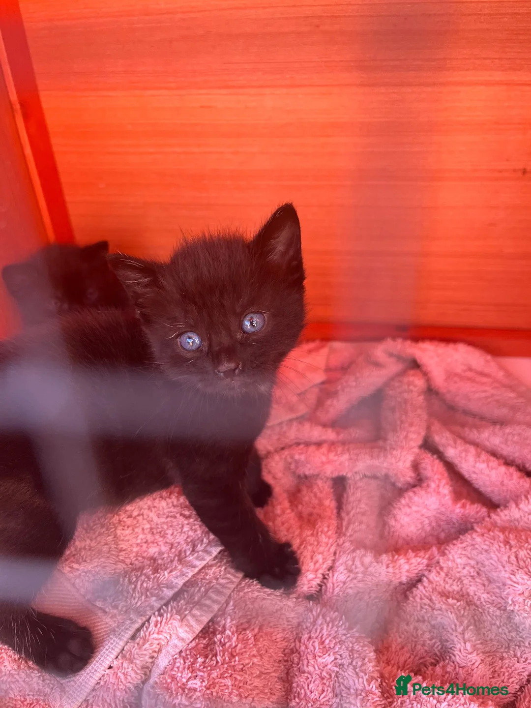 Mixed Breed cats for sale: Mixed breed  - Advert 1