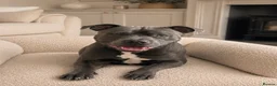 Staffordshire Bull Terrier dogs for stud: Blue Staffordshire Bull Terrier Champ - Advert 3