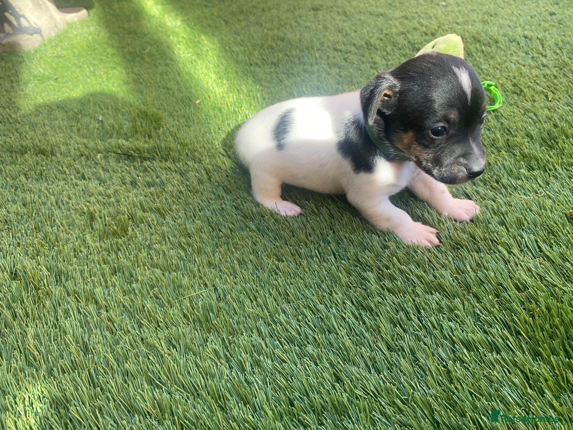 Jack Russell dogs Stunning little Jack Russell  puppy  - Advert 10