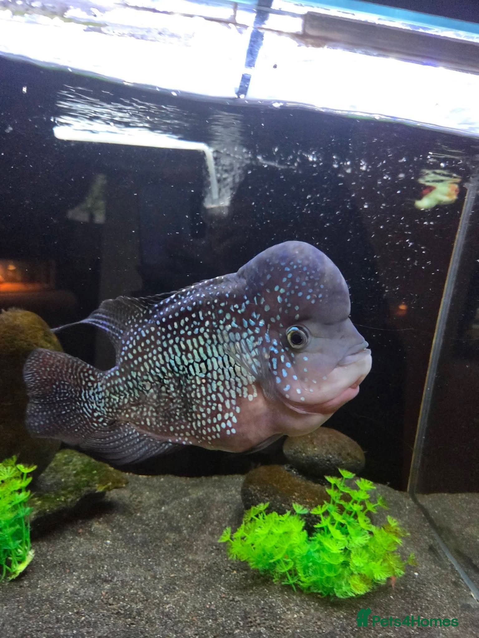 Angelfish fish Female flowerhorn - Advert 1