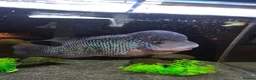 Angelfish fish for sale: Female flowerhorn in Woodbridge - Advert 1