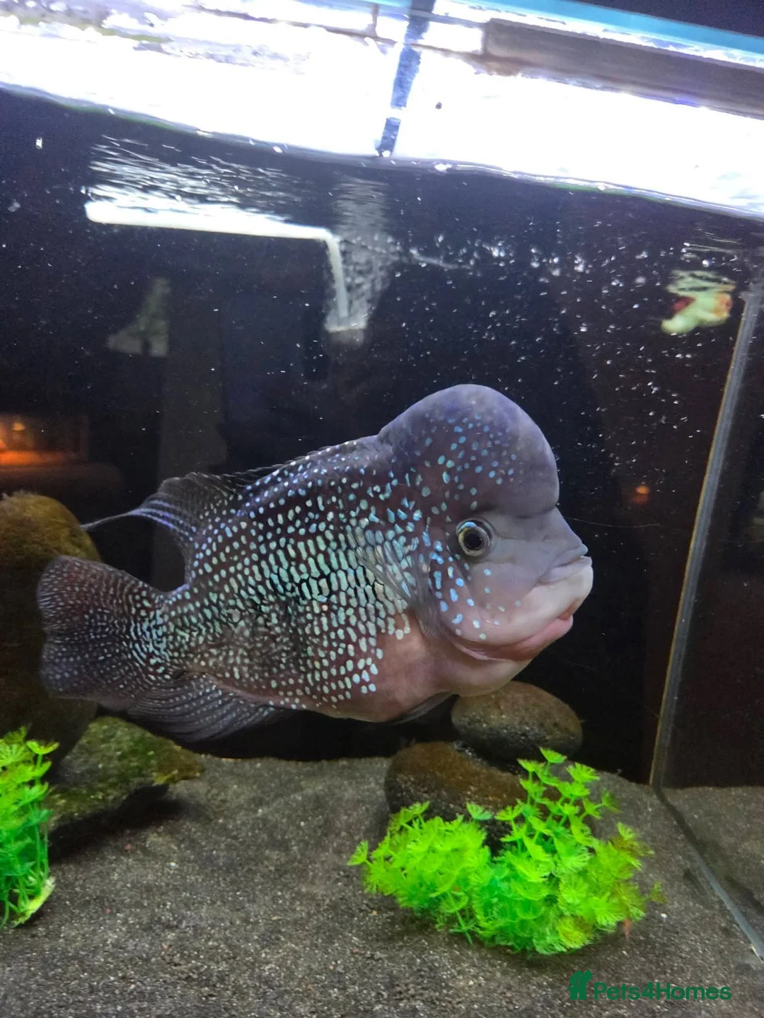 Angelfish fish for sale: Female flowerhorn in Woodbridge - Advert 1
