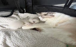 Ragdoll cats for sale: Stunning Ragdoll Boy Kitten - Image 5